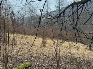 Prodej lesa, Huslenky, 16650 m2