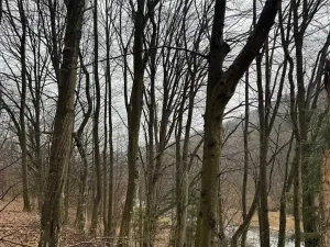 Prodej lesa, Huslenky, 29988 m2