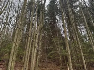 Prodej lesa, Huslenky, 29988 m2