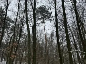 Prodej podílu lesa, Štítary, 3942 m2