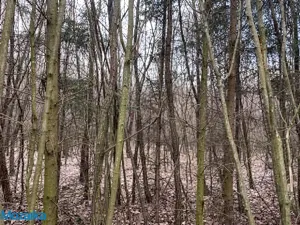 Prodej lesa, Horní Heřmanice, 51563 m2