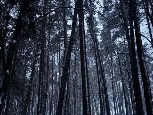 Prodej podílu lesa, Horšovský Týn, 4280 m2