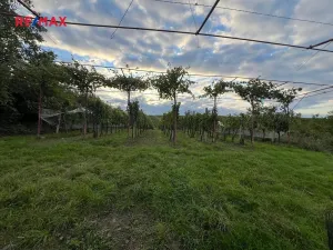 Prodej sadu/vinice, Dolní Dunajovice, 3118 m2