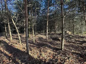 Prodej lesa, Pardubice, 8225 m2