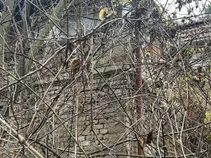 Prodej zahrady, Brno, Vinohrady, 990 m2