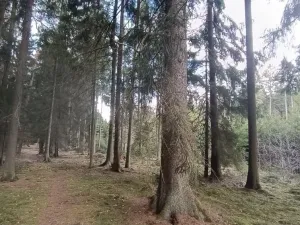 Prodej lesa, Srubec, Ledenická-Škarda, 18018 m2