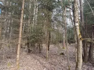 Prodej lesa, Srubec, Ledenická-Škarda, 13783 m2