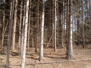 Prodej lesa, Srubec, Ledenická-Škarda, 13783 m2