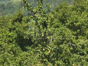 Prodej rybníku, Vojkovice - Jakubov, 40470 m2