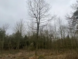 Prodej lesa, Blížejov - Lštění, 6627 m2