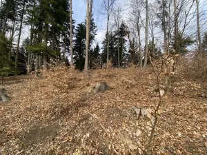 Prodej lesa, Zborov, 9290 m2