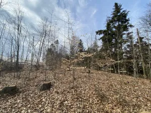 Prodej lesa, Zborov, 9290 m2
