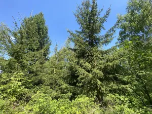 Prodej lesa, Kropáčova Vrutice - Sušno, 15167 m2