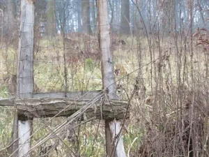 Dražba lesa, Zlín, 707167 m2