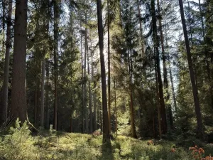 Prodej pozemku pro bydlení, Lipno nad Vltavou, 786 m2