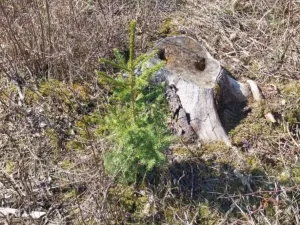 Prodej lesa, Spešov, 2643 m2