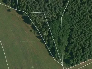 Prodej lesa, Čepřovice, 1644 m2