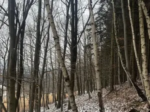 Prodej lesa, Vlčková, 3331 m2