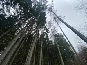 Prodej lesa, Kolinec - Buršice, 1299 m2