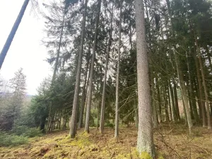 Prodej lesa, Kolinec - Buršice, 1299 m2
