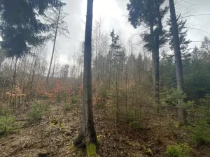 Prodej lesa, Kolinec - Buršice, 3423 m2