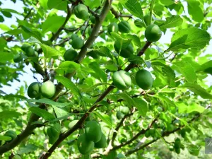 Prodej chaty, Dolní Zálezly, 37 m2