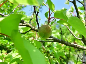 Prodej chaty, Dolní Zálezly, 37 m2