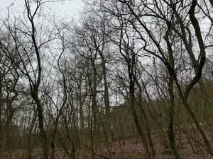 Prodej lesa, Libotenice, 63021 m2