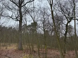 Prodej lesa, Libotenice, 63021 m2