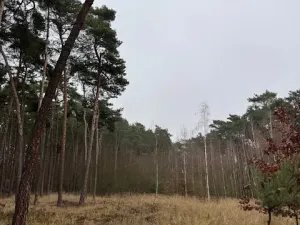 Prodej lesa, Libotenice, 63021 m2