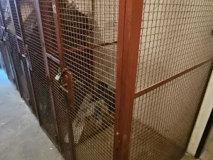 Pronájem bytu 3+1, Příbram - Příbram III, Dlouhá, 65 m2