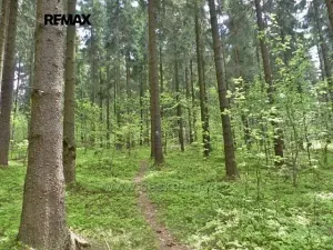 Prodej lesa, Písařov, 2762 m2