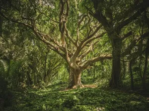 Prodej lesa, Nučice, 10985 m2