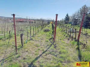 Prodej pozemku pro bydlení, Nový Šaldorf-Sedlešovice, 3428 m2