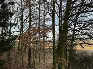 Prodej lesa, Klatovy, 8497 m2