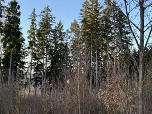 Prodej podílu lesa, Stará Paka, 4610 m2