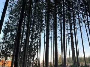 Prodej podílu lesa, Stará Paka, 4610 m2