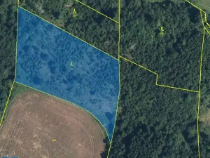 Prodej lesa, Horní Olešnice, 7037 m2