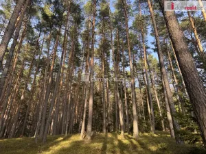 Prodej lesa, Nebahovy - Jelemek, 11340 m2