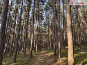 Prodej lesa, Nebahovy - Jelemek, 11340 m2