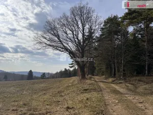 Prodej lesa, Nebahovy - Jelemek, 11340 m2