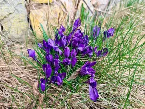 Prodej rodinného domu, Náchod, Neumannova, 110 m2