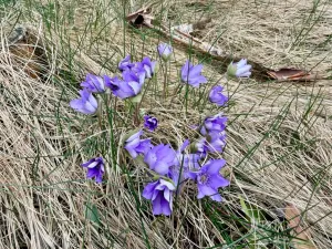 Prodej rodinného domu, Náchod, Neumannova, 110 m2