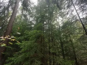 Prodej lesa, Otín, 829 m2