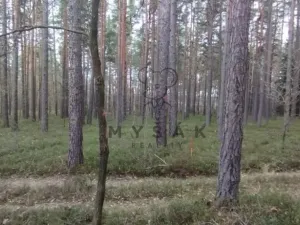 Prodej lesa, Borovany - Vrcov, 18645 m2