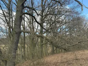 Prodej lesa, Hořovičky - Hokov, 43588 m2