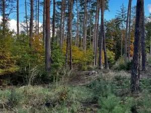 Prodej lesa, Štěchovice, 8586 m2