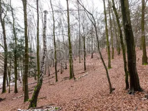 Prodej lesa, Velké Popovice, 19731 m2
