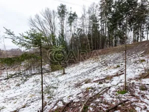Prodej lesa, Velké Popovice, 19731 m2