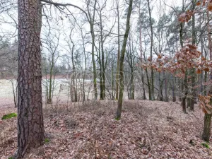 Prodej lesa, Velké Popovice, 19731 m2